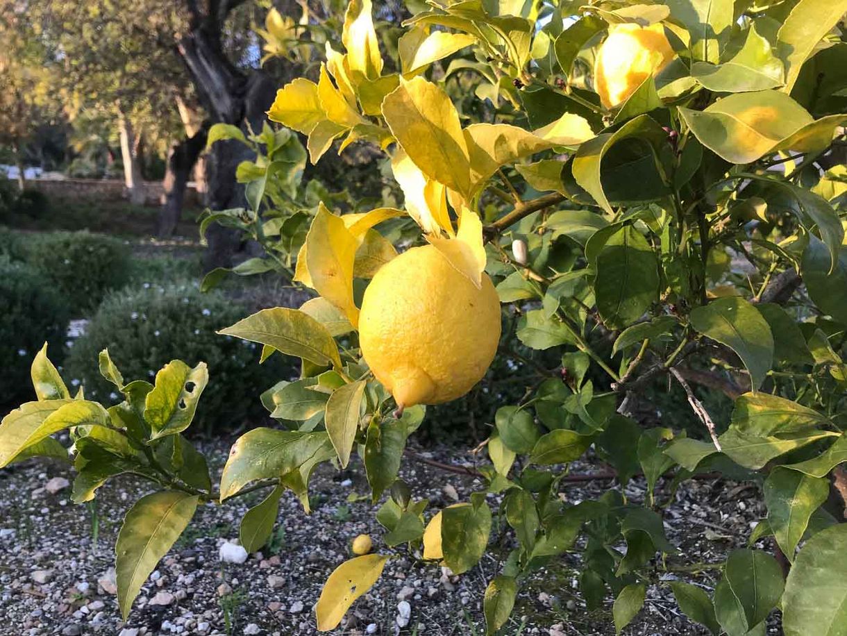 Zitronenbäumchen im Garten des Castell Son Claret